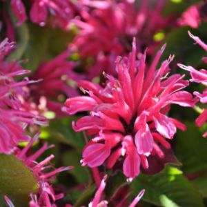 Monarda (Bee Balm)